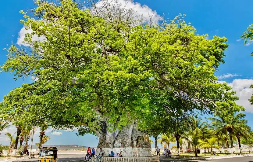 Majunga, bien plus qu’une simple ville portuaire