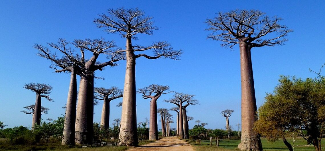 Baobab de Madagascar