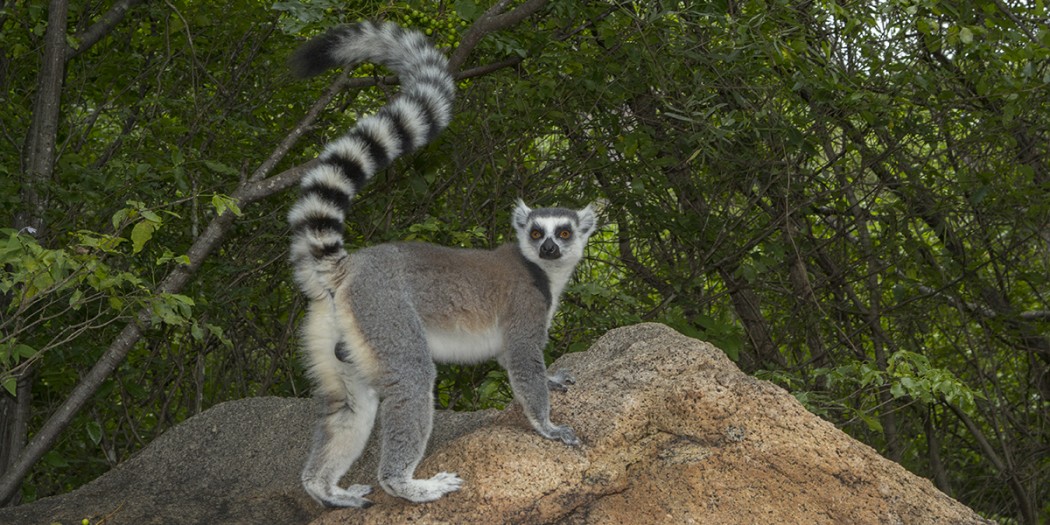 La Réserve communautaire d’Anja